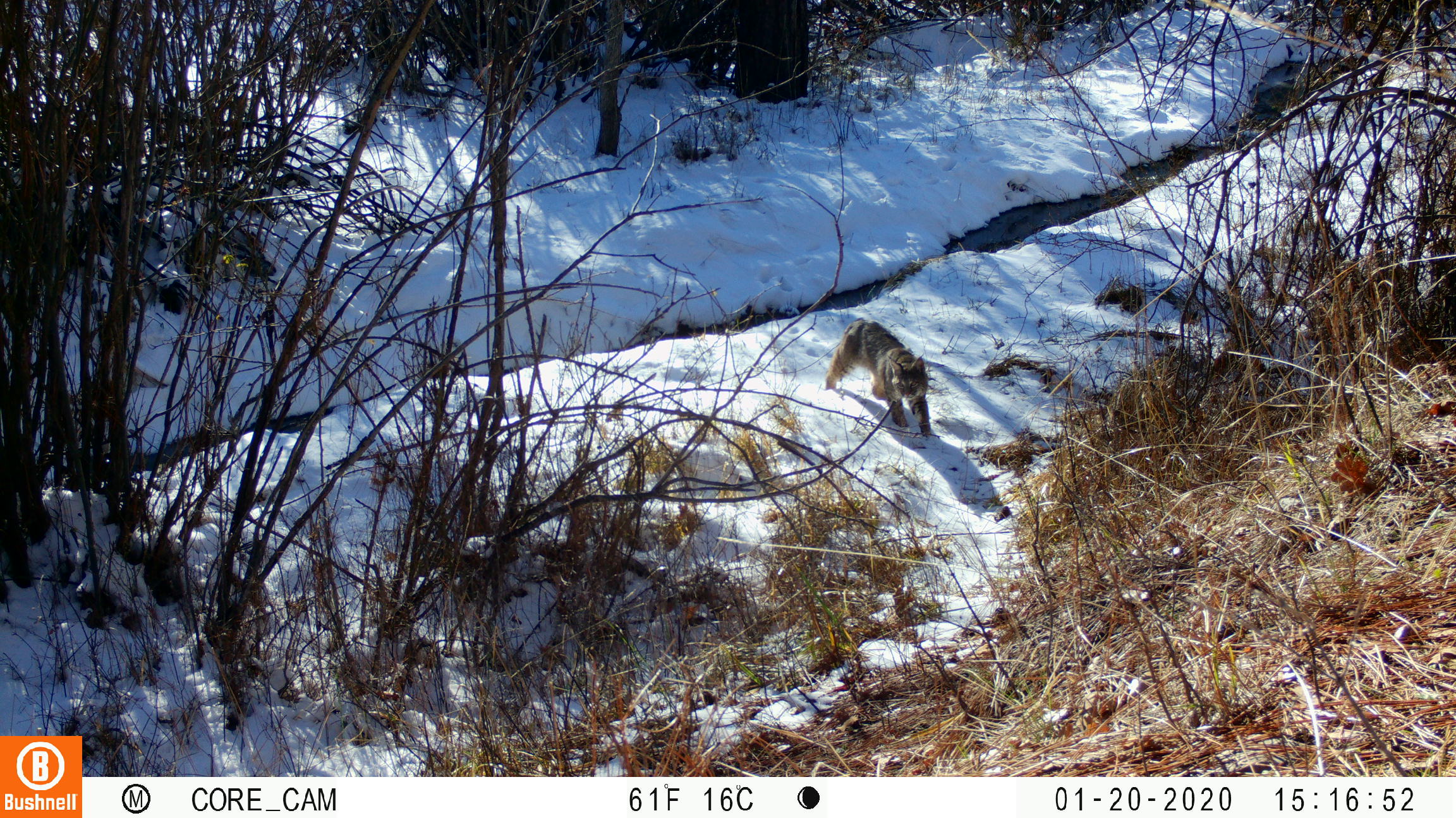 Bobcat in Southern Oregon