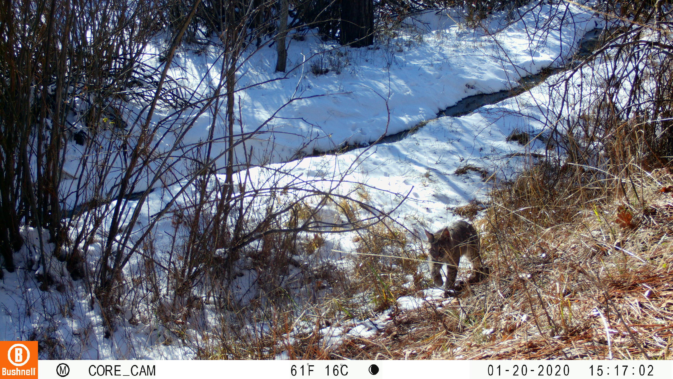 Bobcat camera trap image