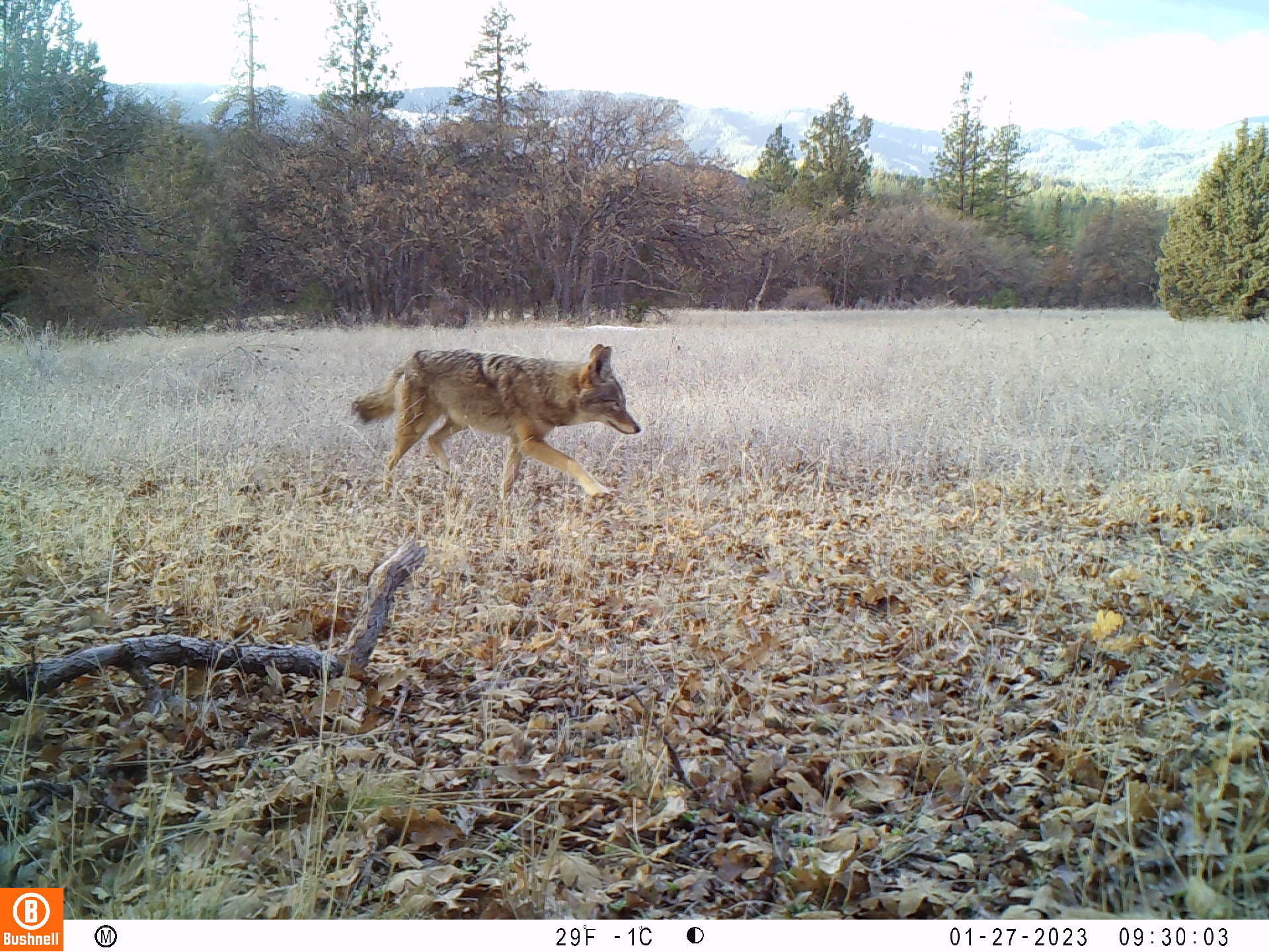 Coyote photographed in a wildlife corridor