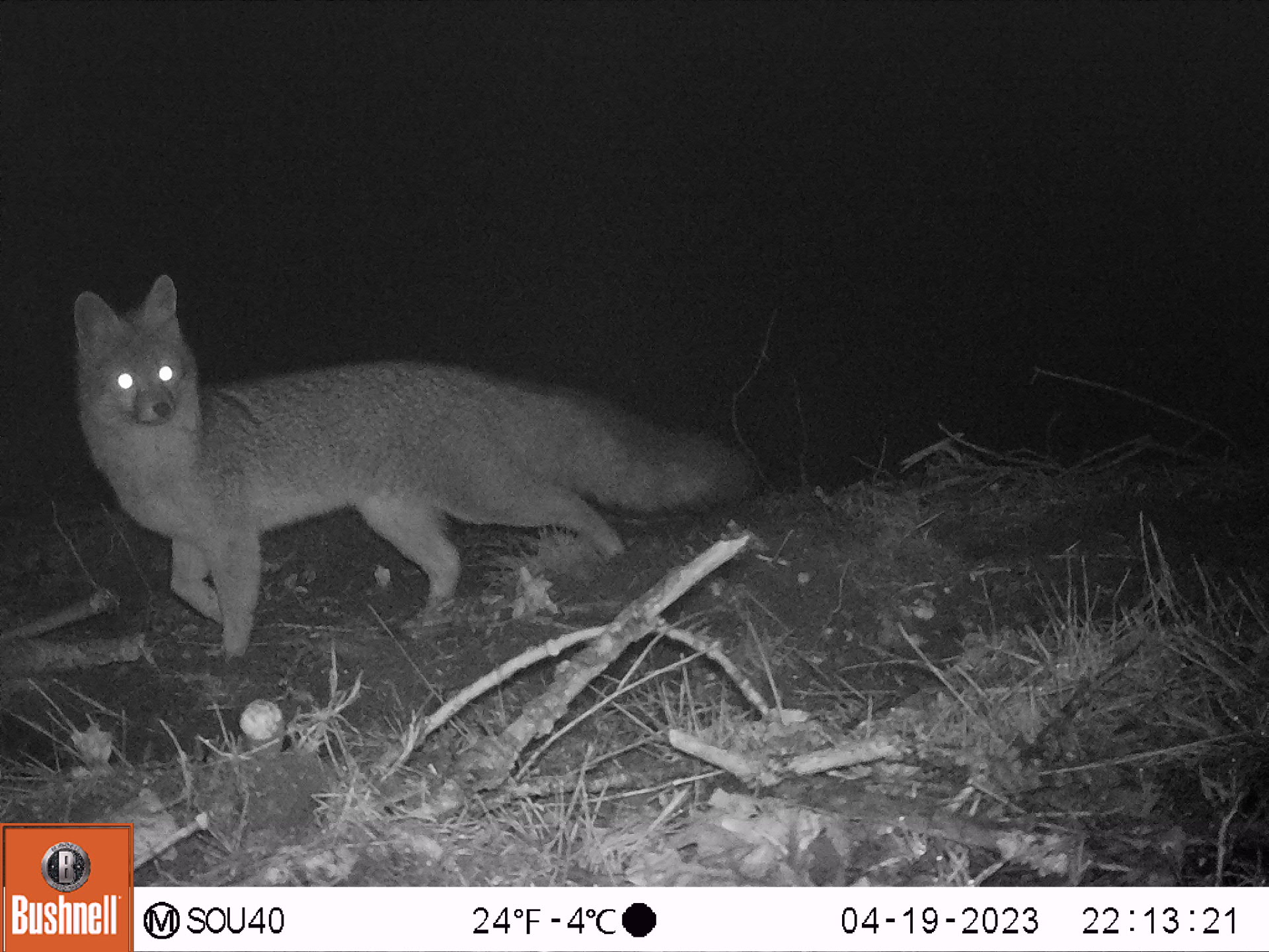 Fox observed in the field