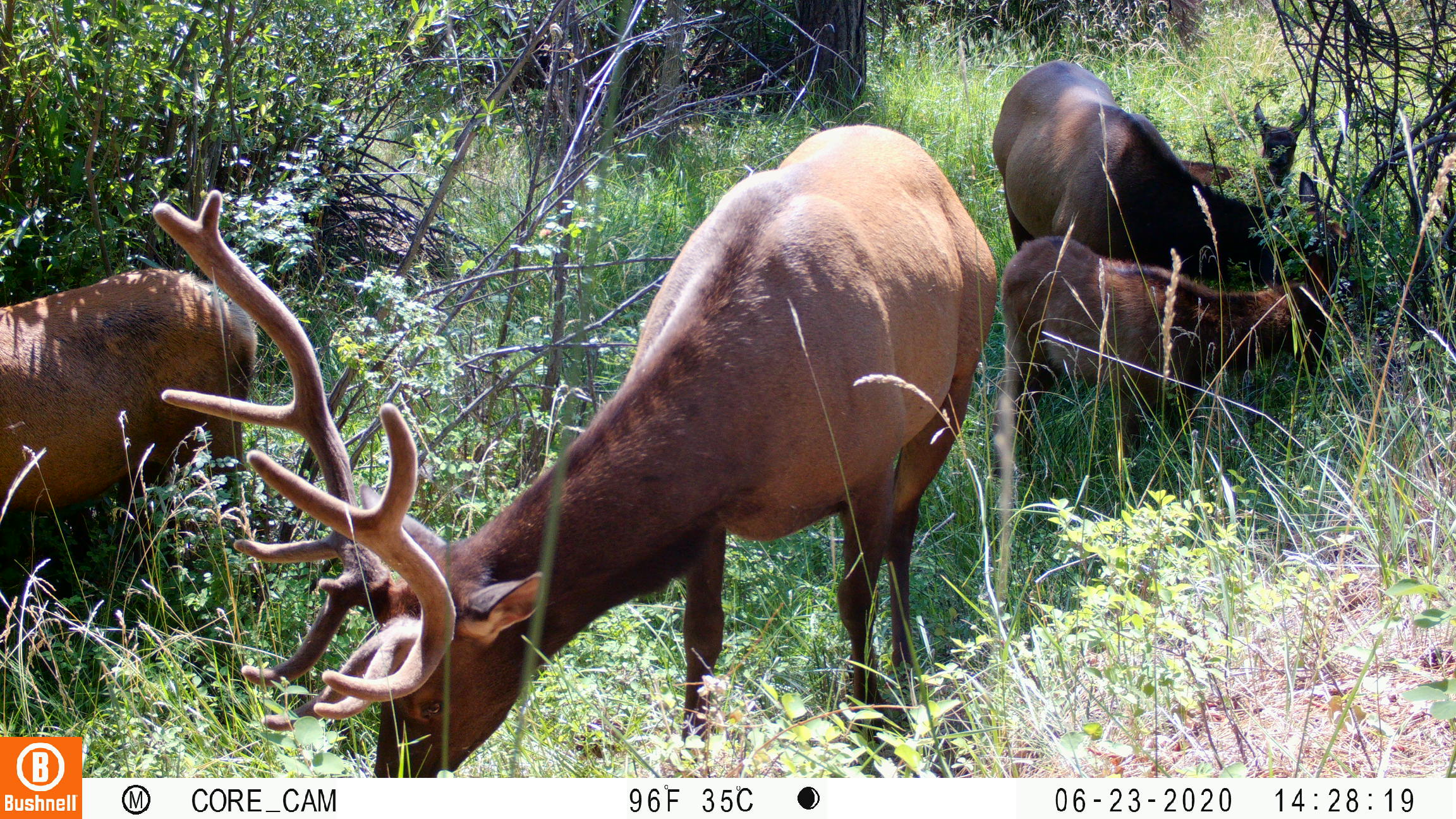 Elk movement near habitat crossing