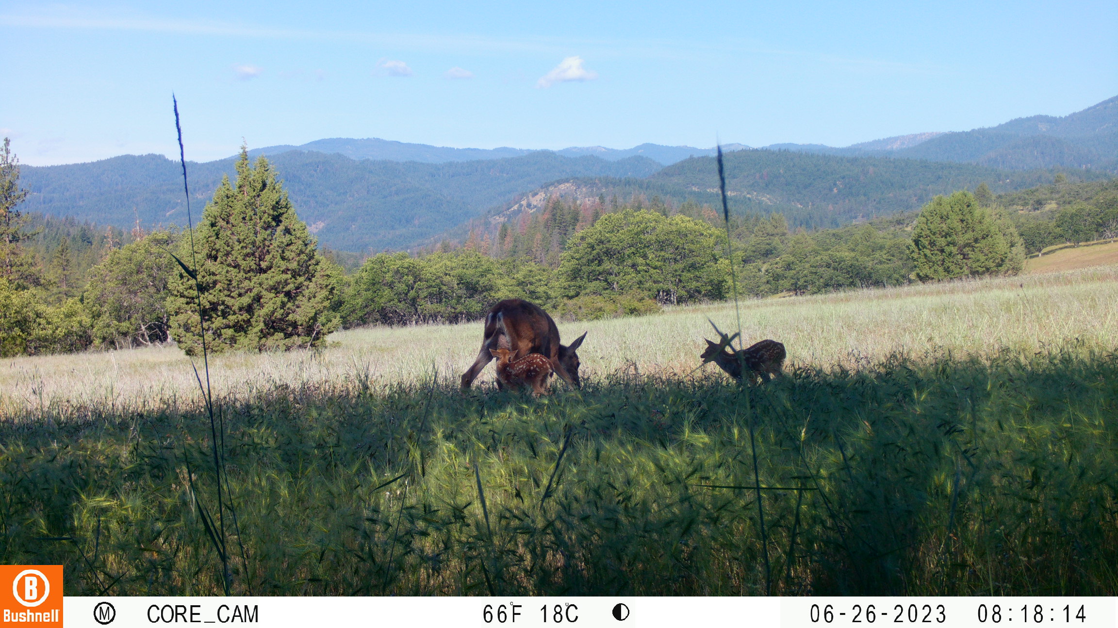 Deer captured on camera trap