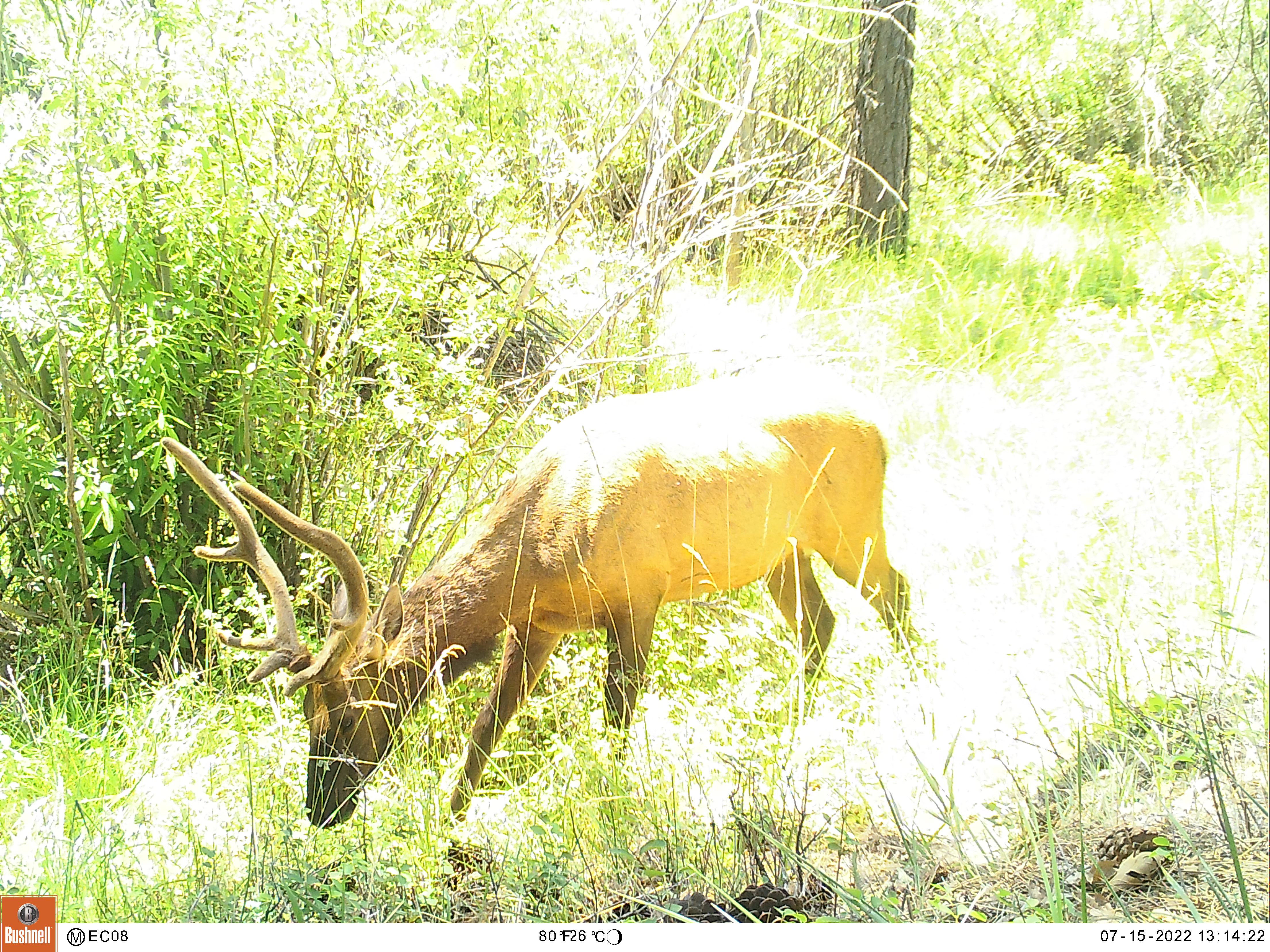 Elk in Southern Oregon habitat