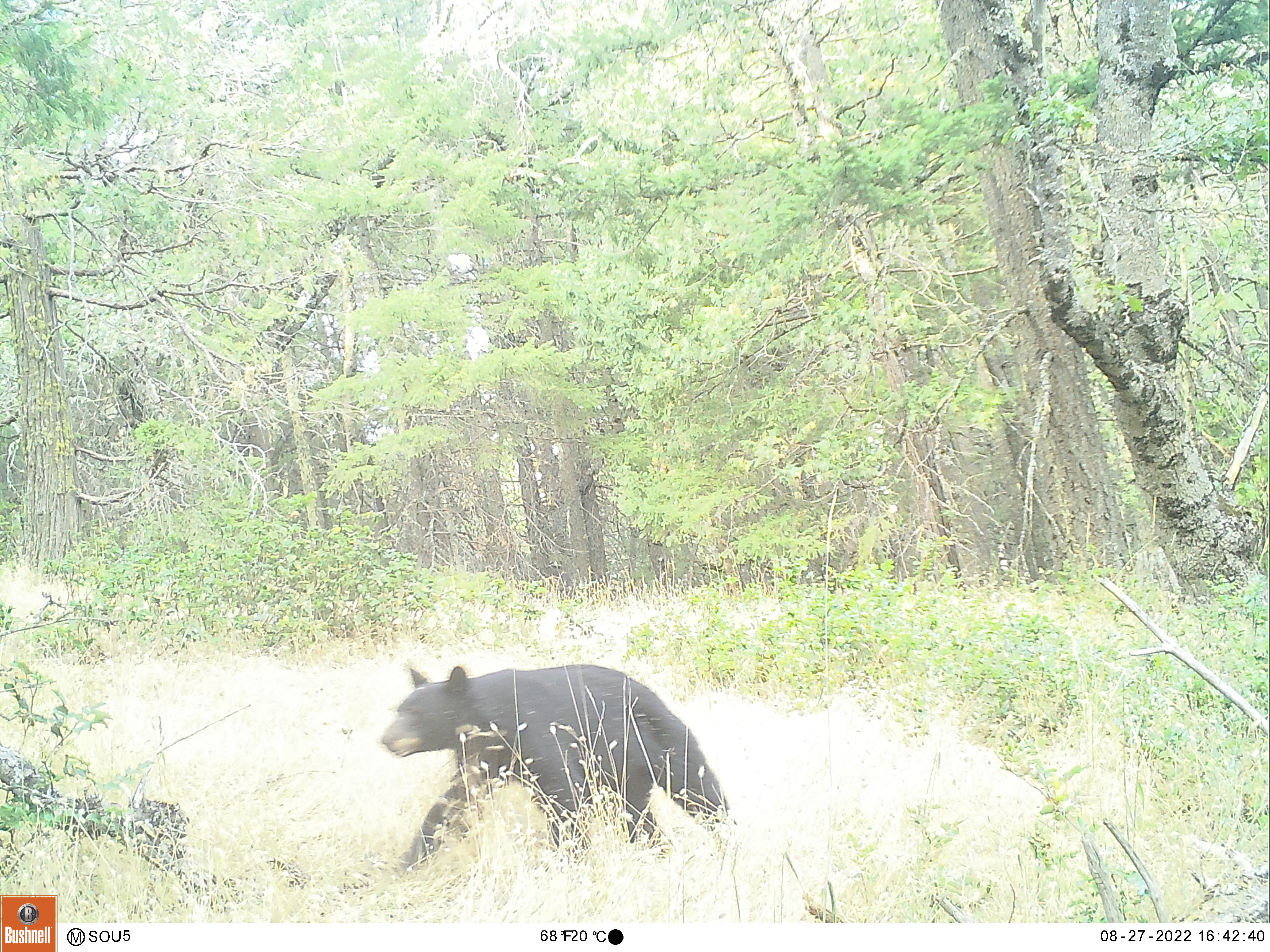 Bear photographed in the field